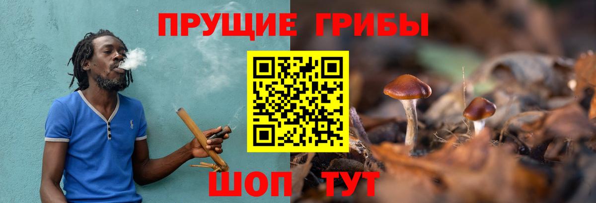 Псилоцибиновые грибы Psilocybine cubensis Северск